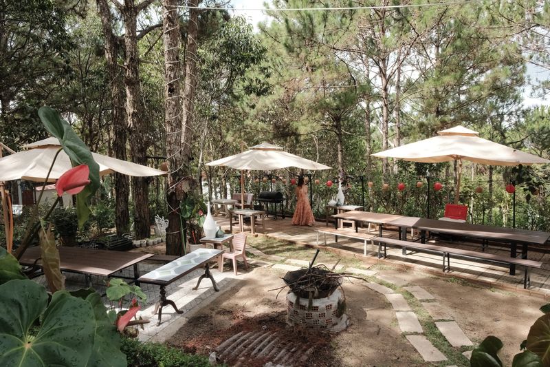 Hàng dù và bàn gỗ dài trong sân BBQ dưới tán thông